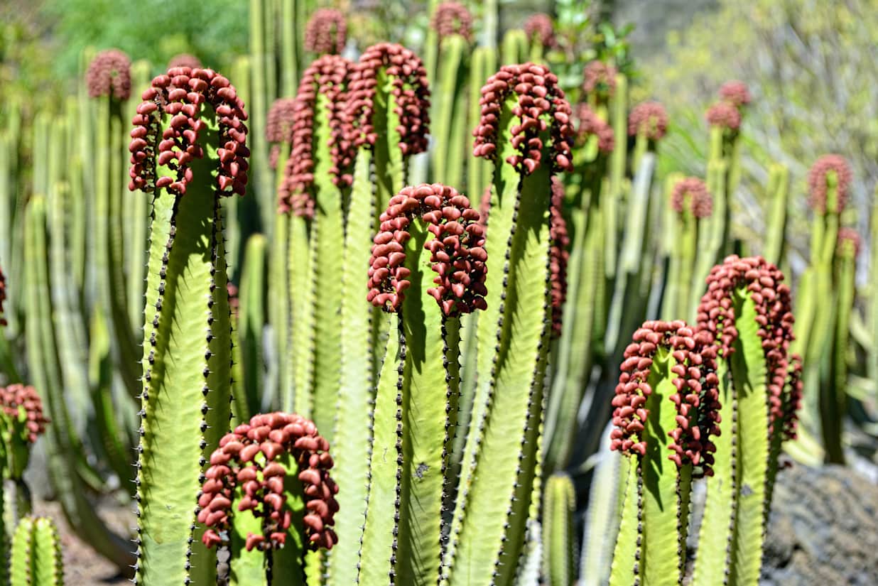 Cardon cactus
